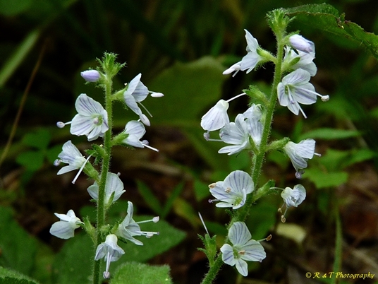 {Veronica officinalis}
